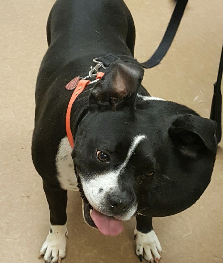 Остеосаркома на лапе у собаки