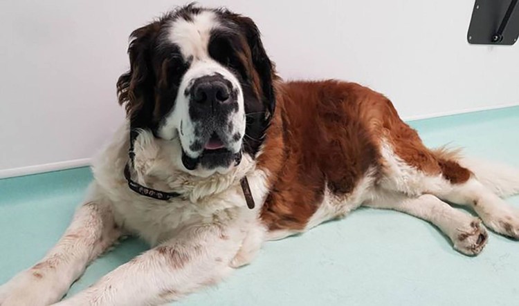 Опухоль тучных клеток у собаки