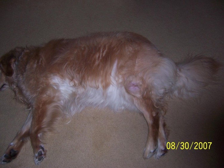 Аллергия у собаки Стаффорд