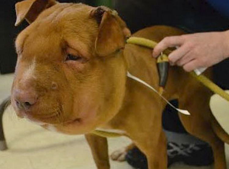 Метастазы в легких у собаки рентген