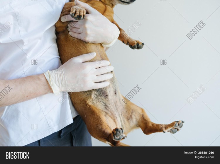 У собаки опухла щека под глазом