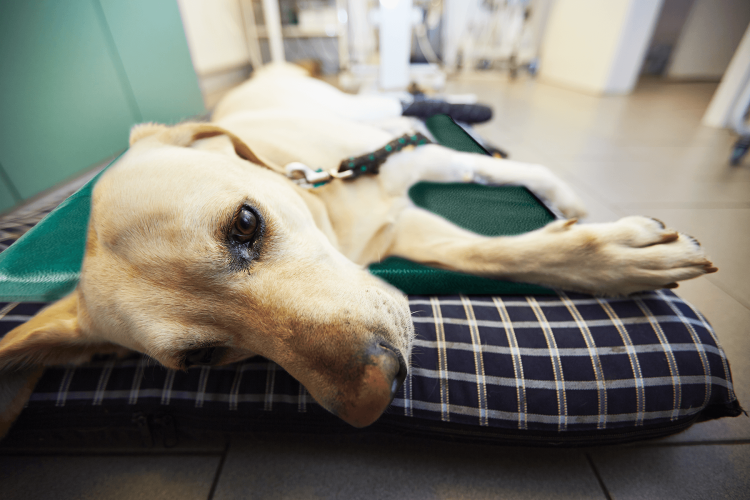 Воспаление слюнной железы у собак