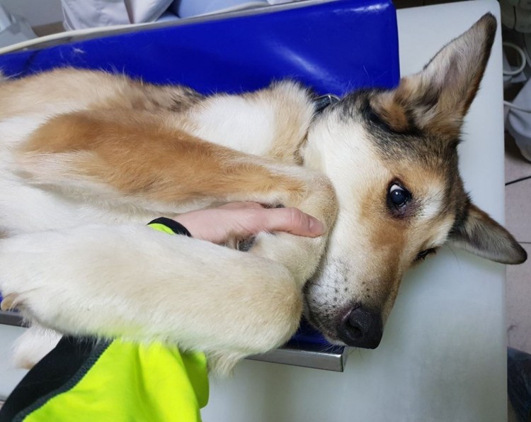 Такса доктор