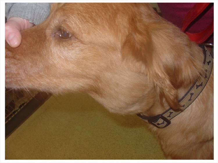 Злокачественная опухоль у собак