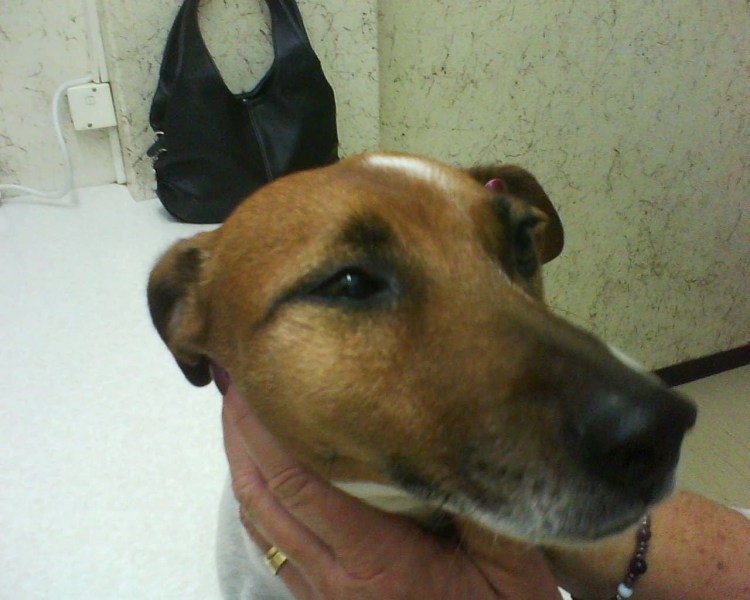 Опухоль у немецкой овчарки