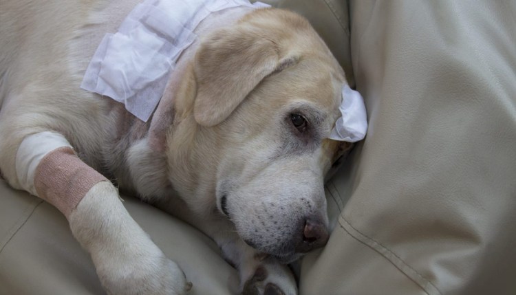 У собаки опужхла лапка