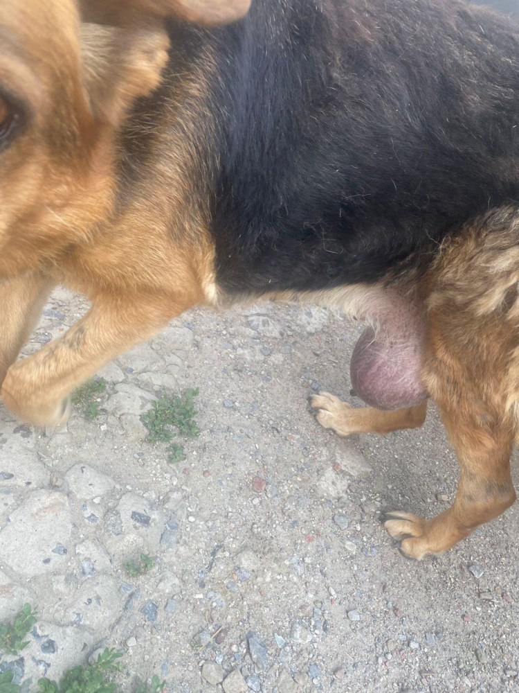 Доброкачественная опухоль у собаки