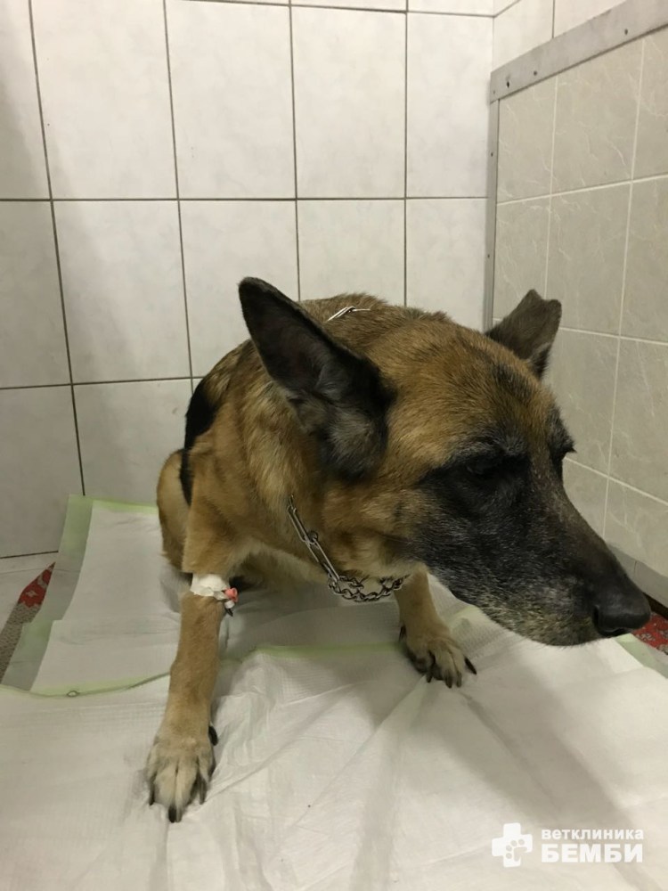 Кожные новообразования у собак