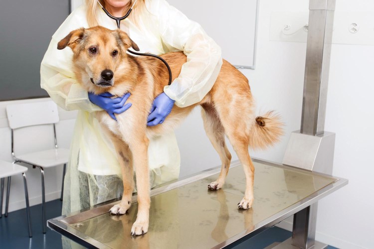 Опухоли ротовой полости у собак