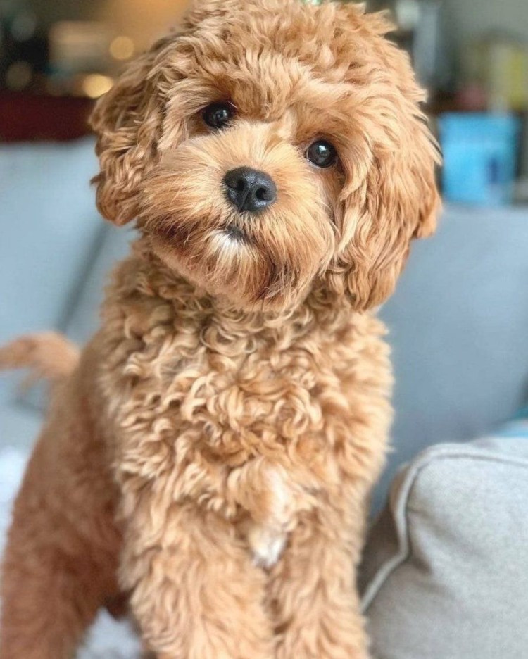 Мини собачка мальтипу