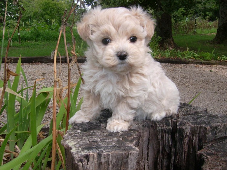 Собака Мультипуп