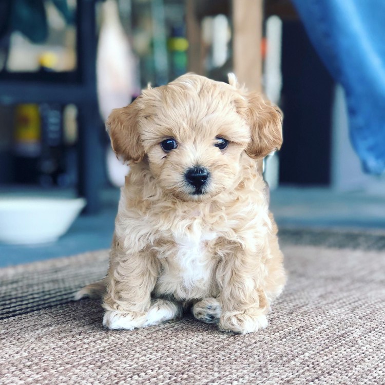 Порода мальтипу