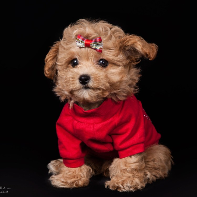 Мальтипу мини