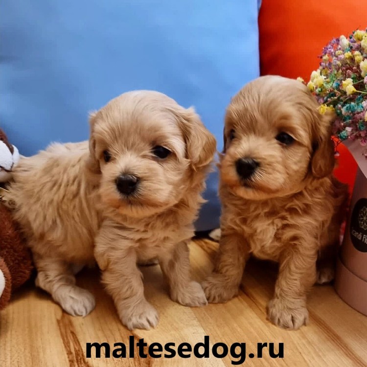 Собака Мультипуп купить