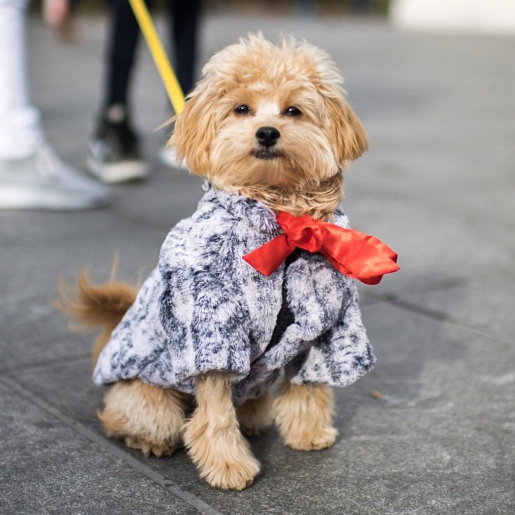 Мальтипу собака