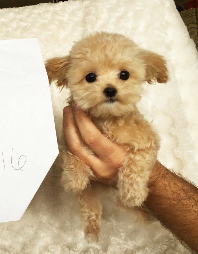 Порода собак мальтипу