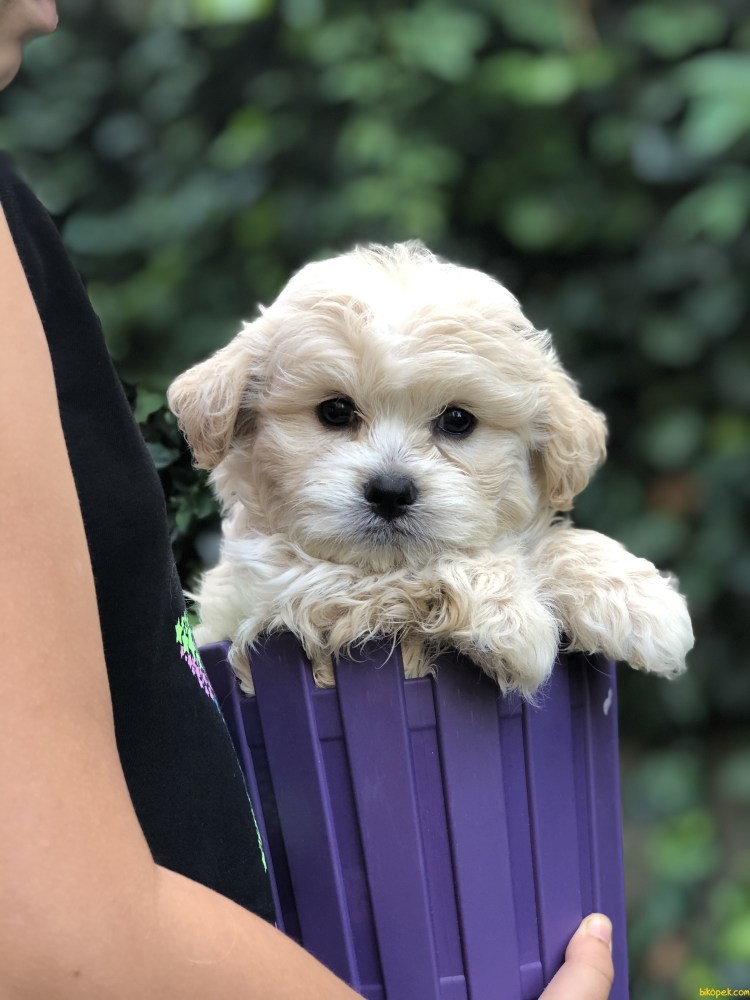 Собачки мальтипу