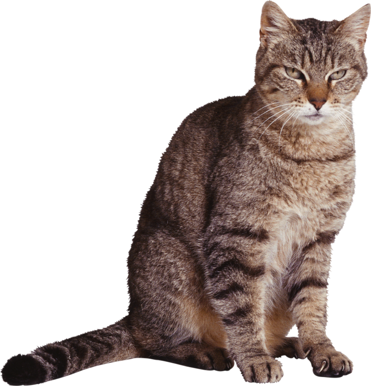 Британская длинношёрстная кошка