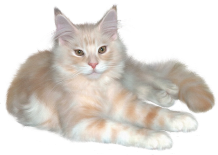 Кошка на белом фоне