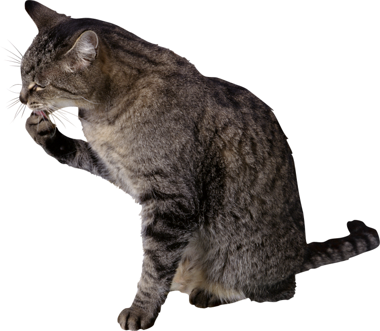 Кошка на прозрачном фоне