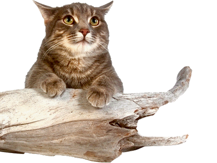 Кошка на прозрачном фоне