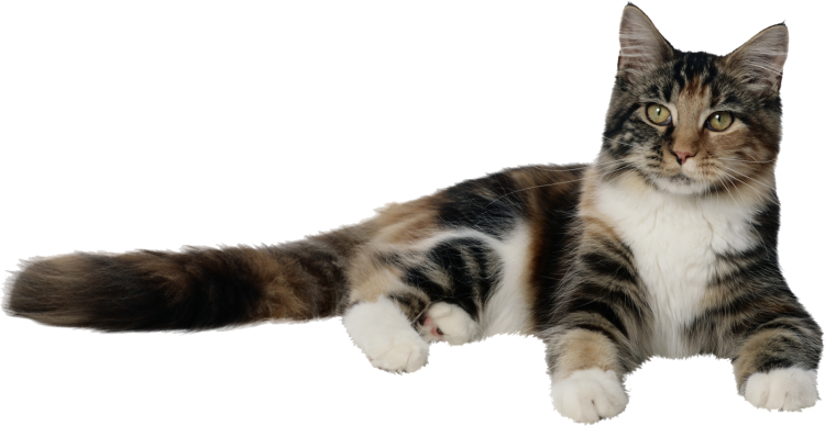 Кутик на позрачном фоне