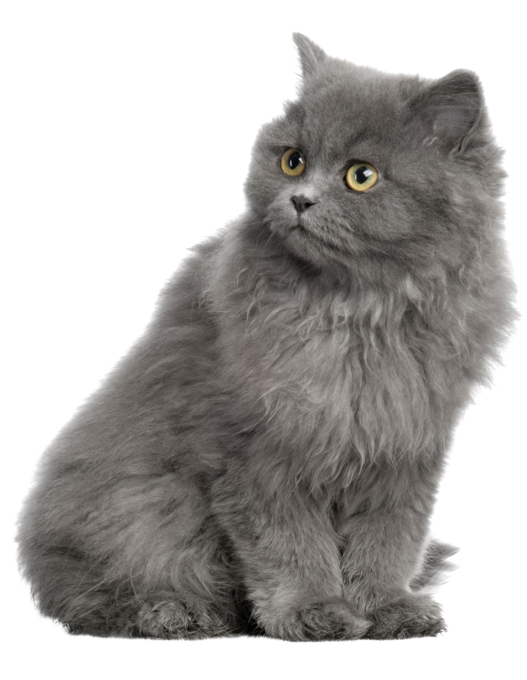 Рыжая кошка на белом фоне