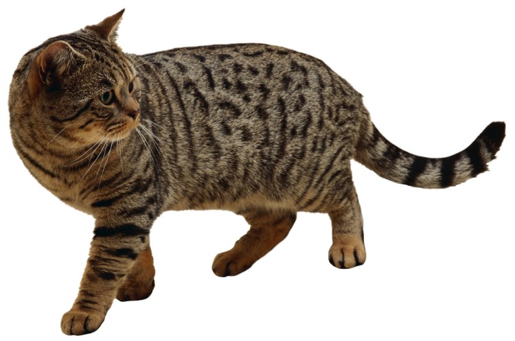 Кошка на прозрачном фоне