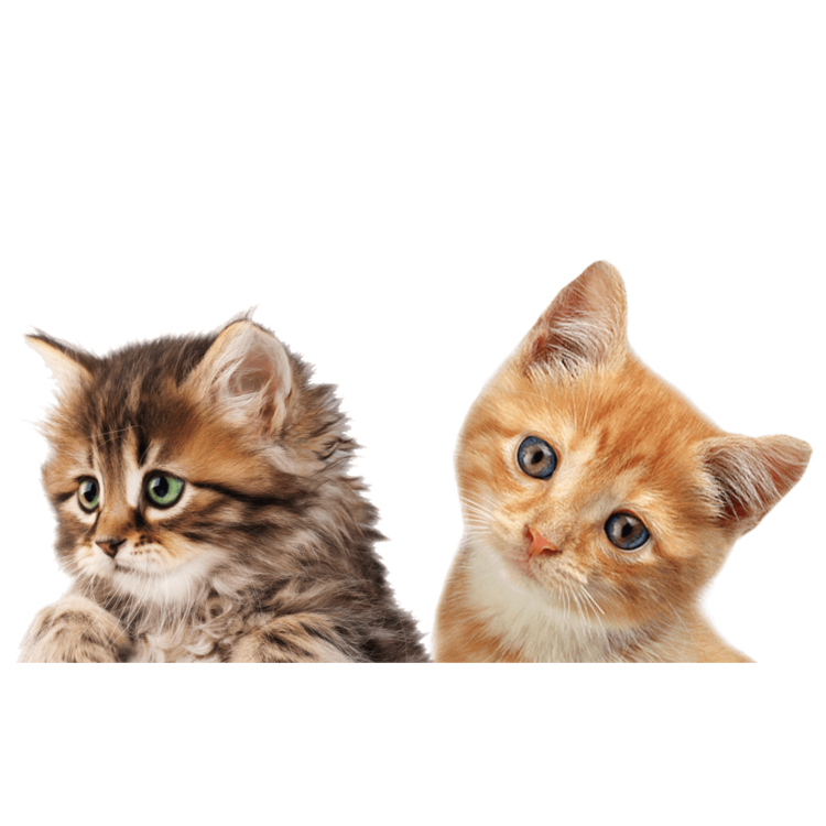 Кот на прозрачном фоне