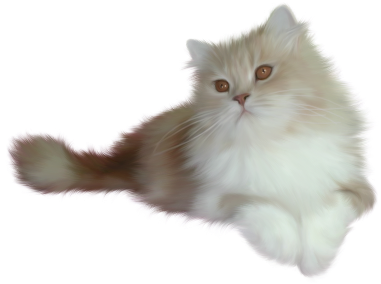 Кошка на прозрачном фоне