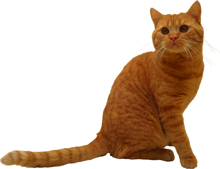 Кошка на прозрачном фоне
