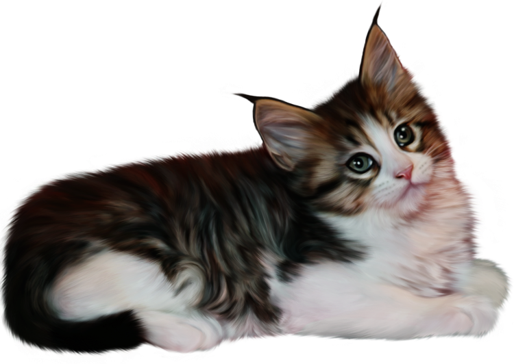 Кошка на белом фоне