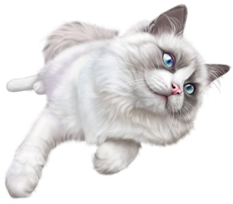 Котик на белом фоне