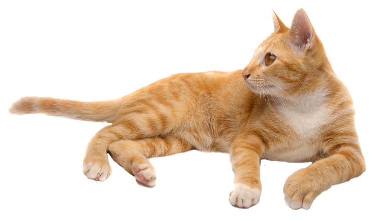 Кошка на прозрачном фоне