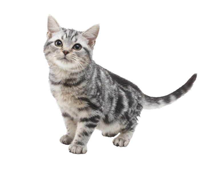 Кошка без фона