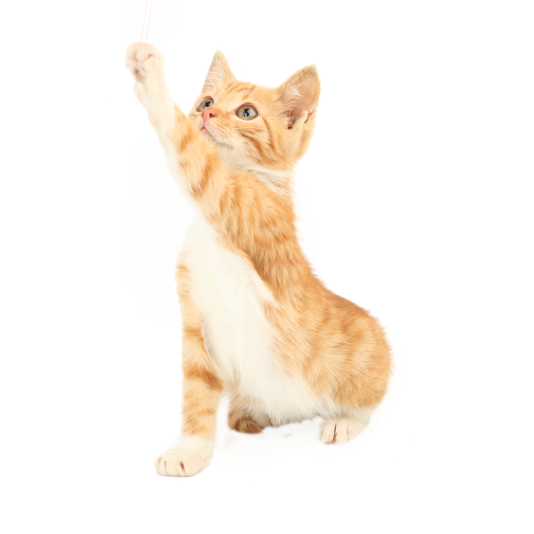 Кошка на прозрачном фоне для фотошопа