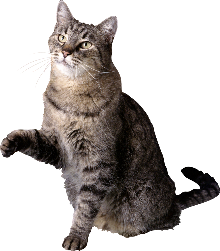 Коты на прозрачном фоне