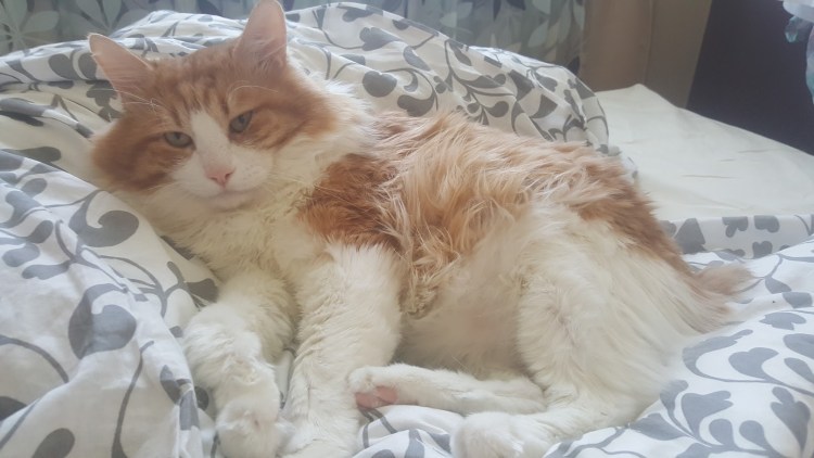 Забинтованный кот