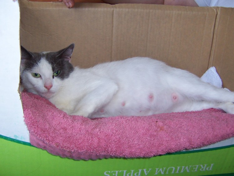 Опухоль молочной железы у кошки