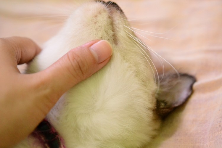 Кошка мастика