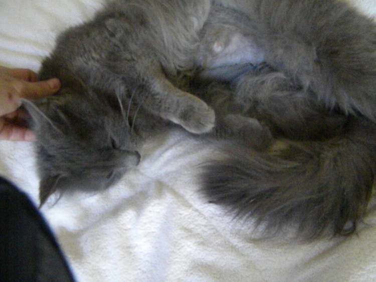 Расположение сосков у кота