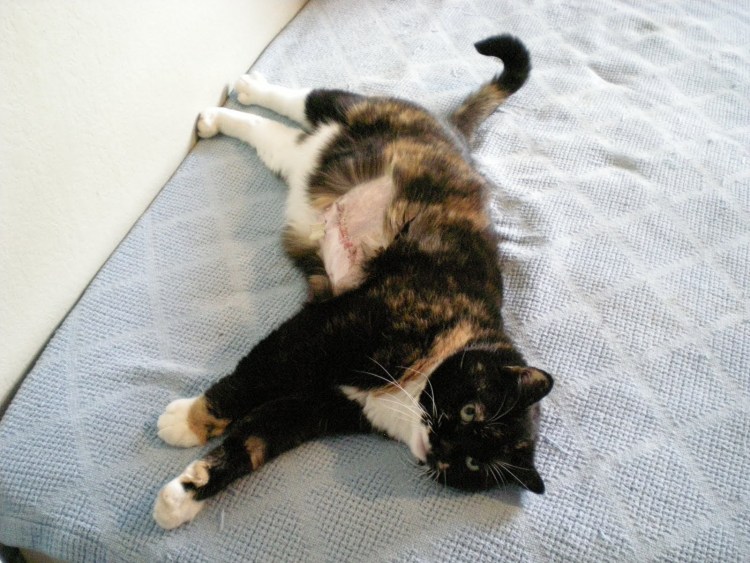 Рентген беременной морской свинки