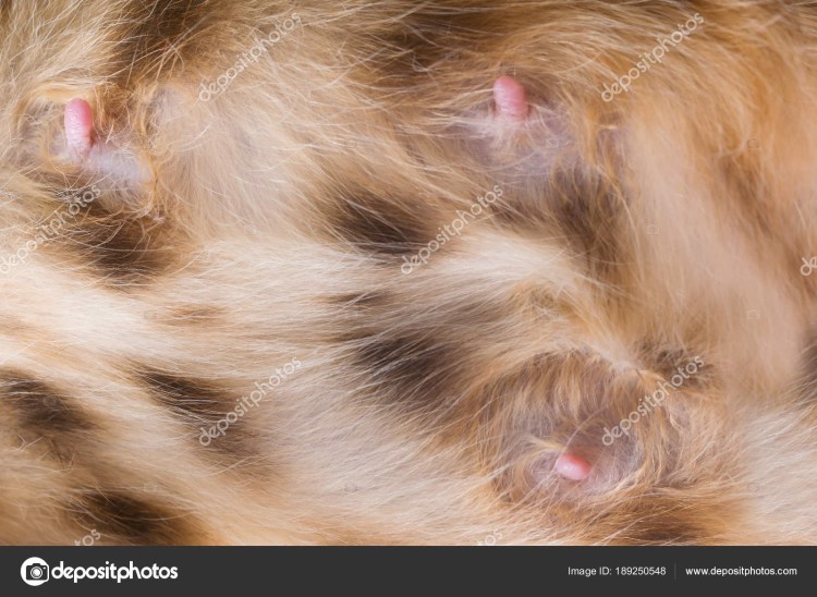 Инфекционный перитонит кошек (Feline Infectious peritonitis