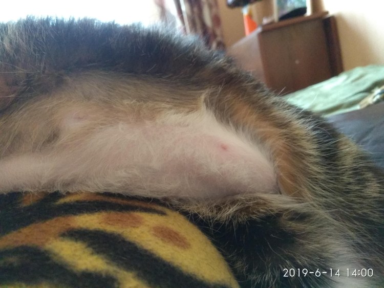 Новообразования у кошек