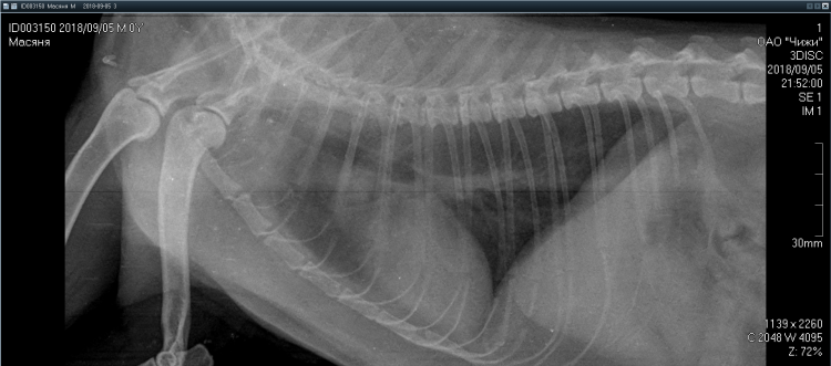 Опухоли молочной железы у собак рентген