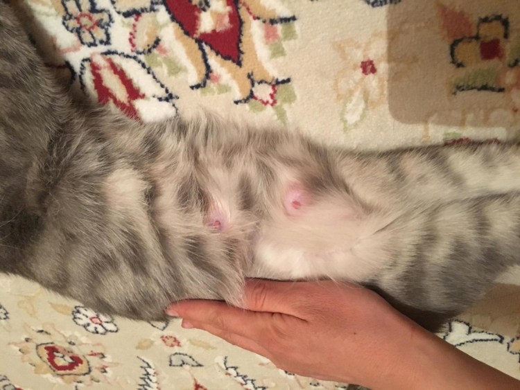 Соски беременной кошки