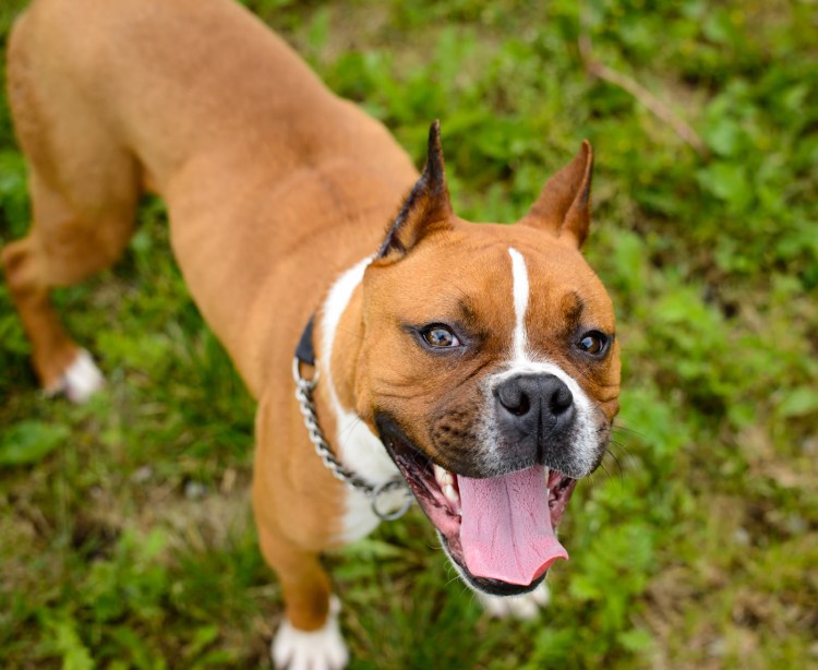 Боксёр порода собак