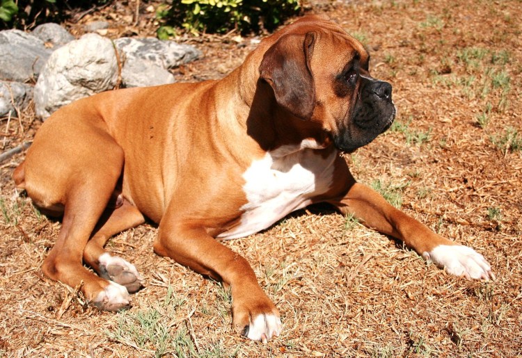 Собака боксер Джек