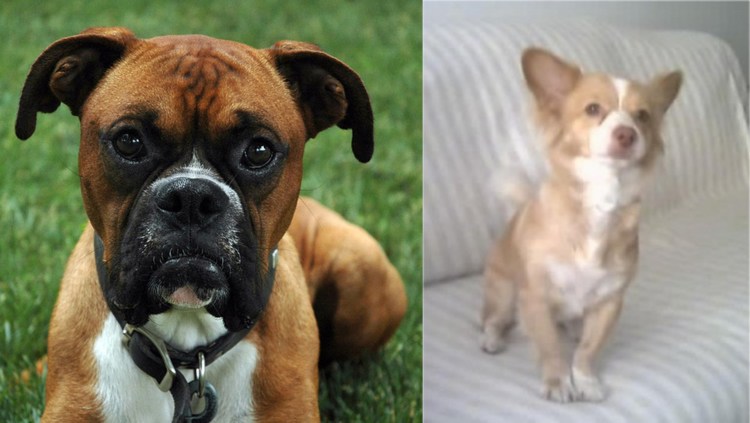 Порода боксер