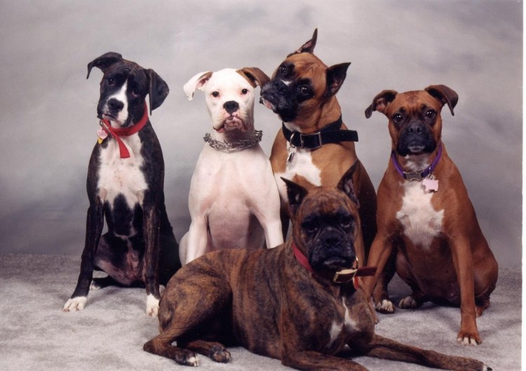 Немецкий боксёр собака агрес